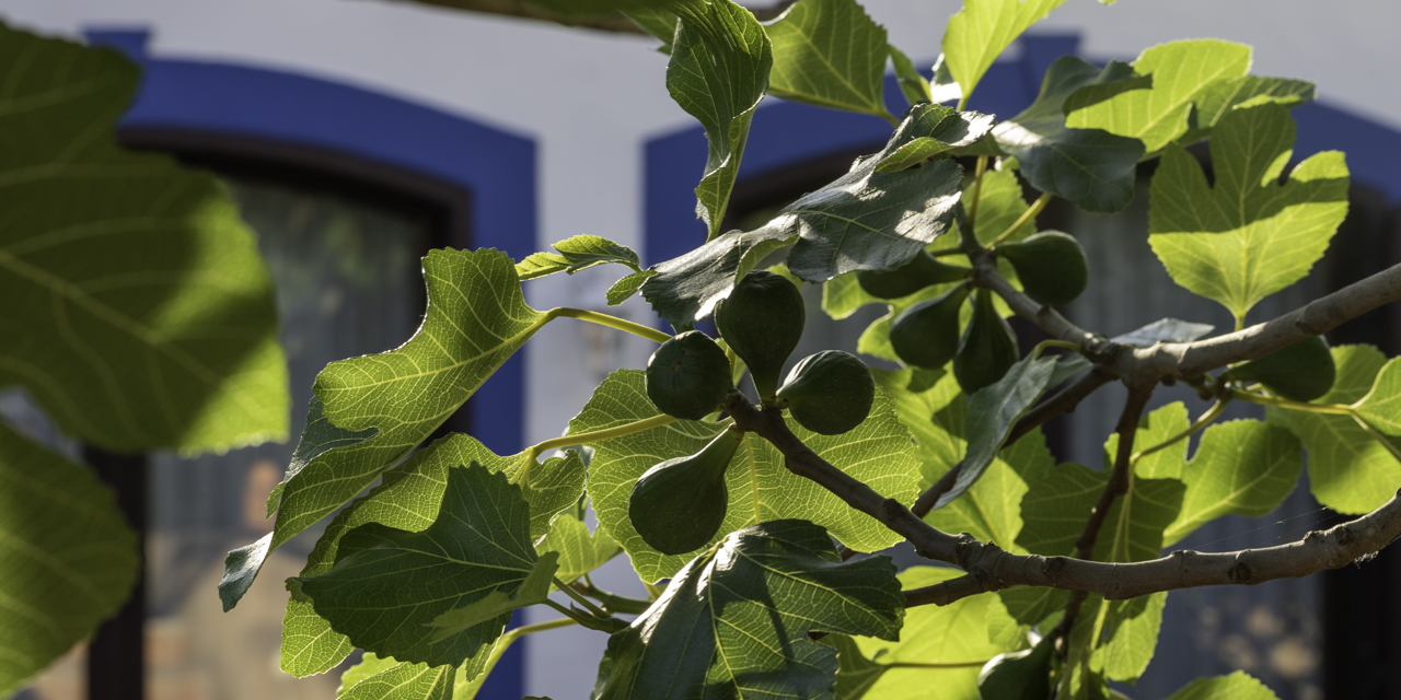 Garten und Pool der OÁSIS - Ferienhaus