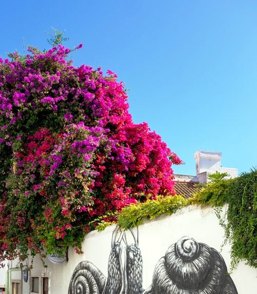 OÁSIS Journal Algarve – Bougainvillea