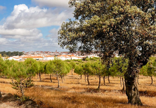 OÁSIS Journal Algarve – Amareleja