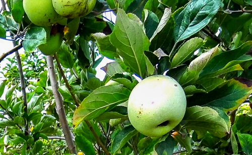 OÁSIS Journal Algarve – Apfel 1 202110