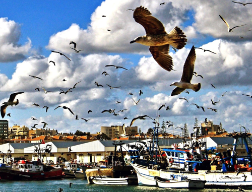 OÁSIS Journal Algarve – Arade Moeven 201912