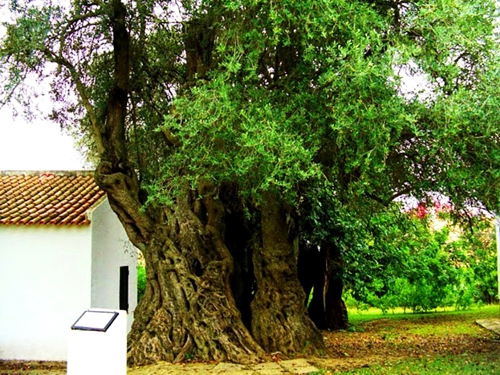 OÁSIS Journal Algarve – Baum