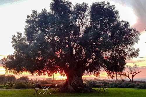 OÁSIS Journal Algarve – Baum