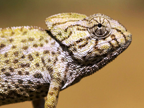 OÁSIS Journal Algarve – Camaeleon