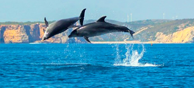 OÁSIS Journal Algarve – Delphin