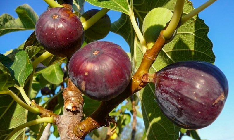OÁSIS Journal Algarve – Erntezeit