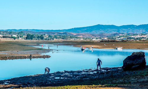 OÁSIS Journal Algarve – Fauna