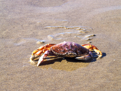 OÁSIS Journal Algarve – Fauna