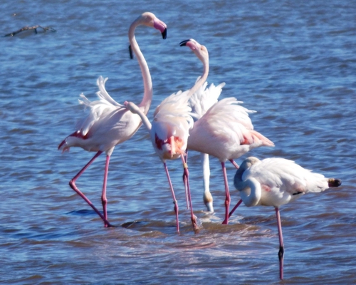 OÁSIS Journal Algarve – Flamingos