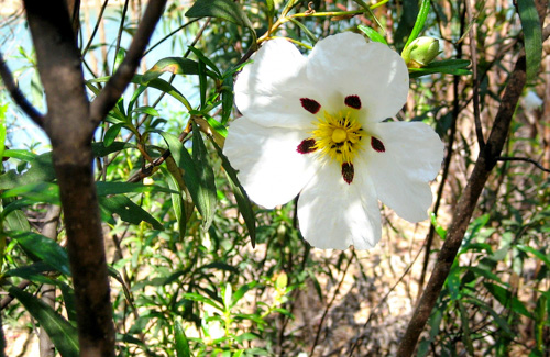 OÁSIS Journal Algarve – Klebeblume