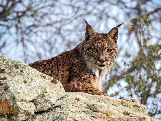 OÁSIS Journal Algarve – Luchs
