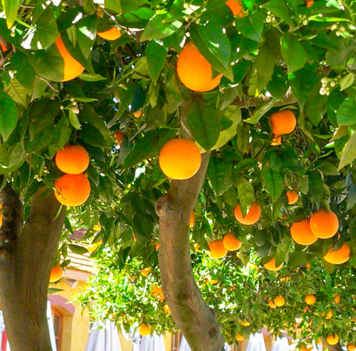OÁSIS Journal Algarve – Orange
