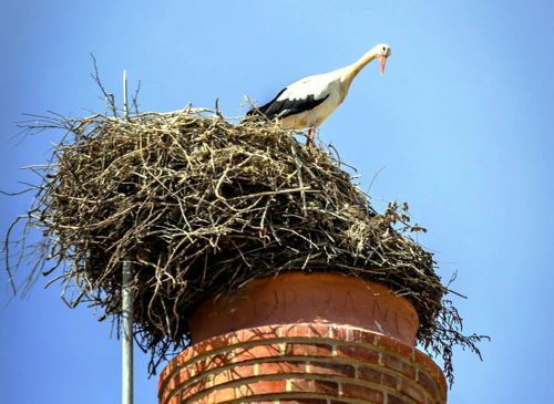 OÁSIS Journal Algarve – Ornithologie 1