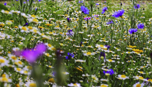 OÁSIS Journal Algarve – Osterhase