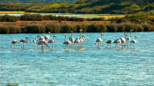 OÁSIS Journal Algarve – Sapal