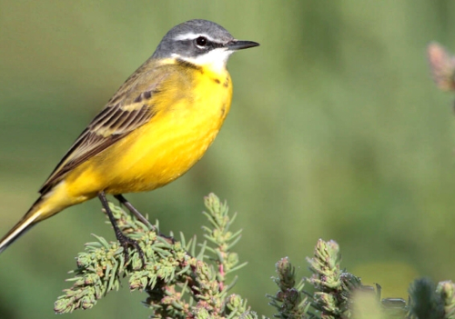 OÁSIS Journal Algarve – Vogelschutz 2 202102