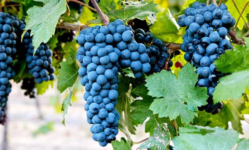 OÁSIS Journal Algarve – Wein