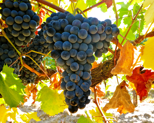 OÁSIS Journal Algarve – Wein