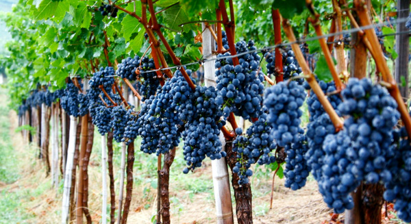 OÁSIS Journal Algarve – Wein
