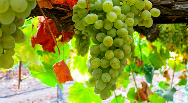 OÁSIS Journal Algarve – Wein