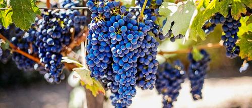 OÁSIS Journal Algarve – Weinernte