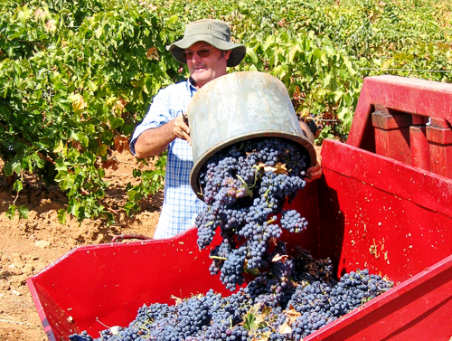 OÁSIS Journal Algarve – Weinernte