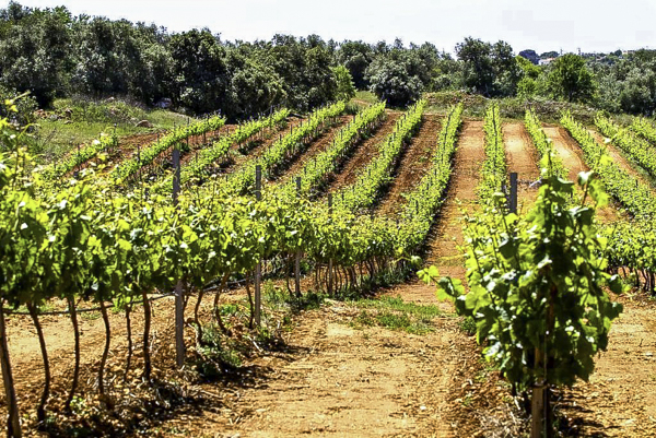 OÁSIS Journal Algarve – Weinroute