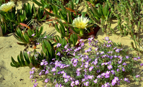OÁSIS Journal Algarve – Wkueste